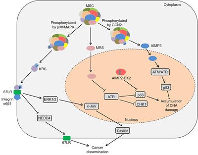 Roles of <mark class="highlighted">Aminoacyl-tRNA</mark> Synthetases in Cancer